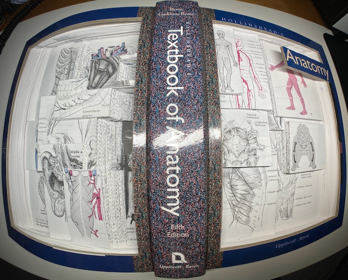 Straight on shot on a fish lens.